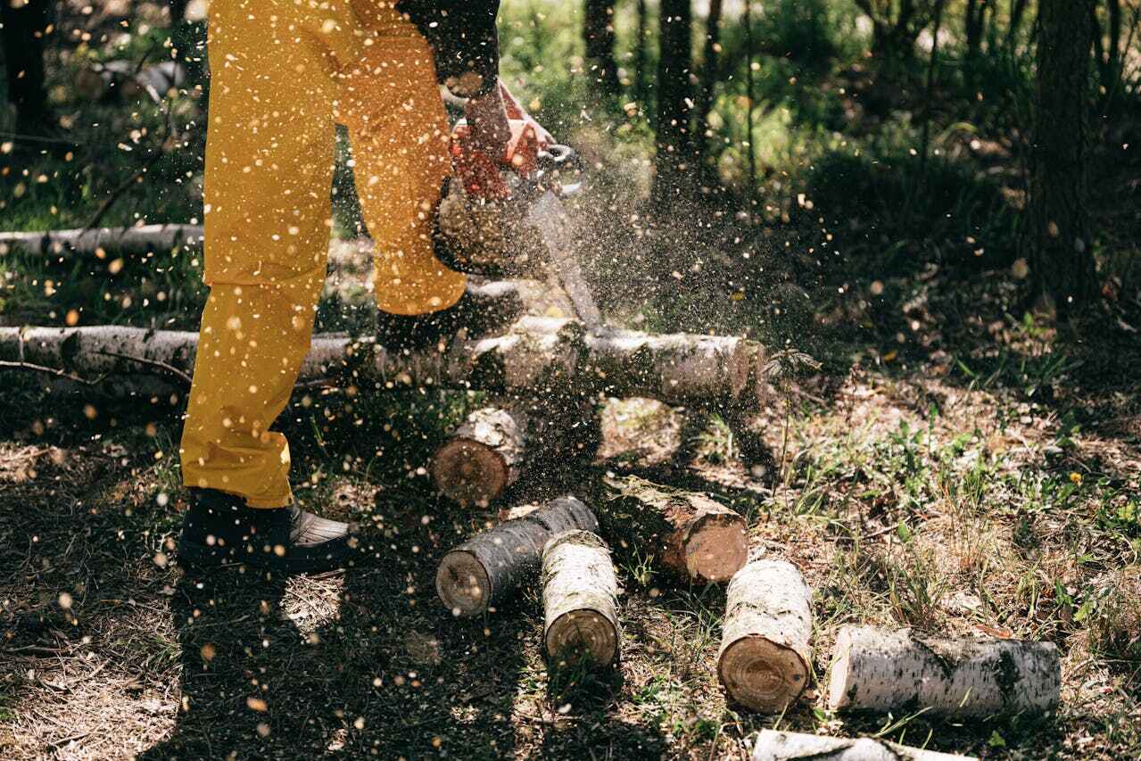 The Steps Involved in Our Tree Care Process in Parkland, FL